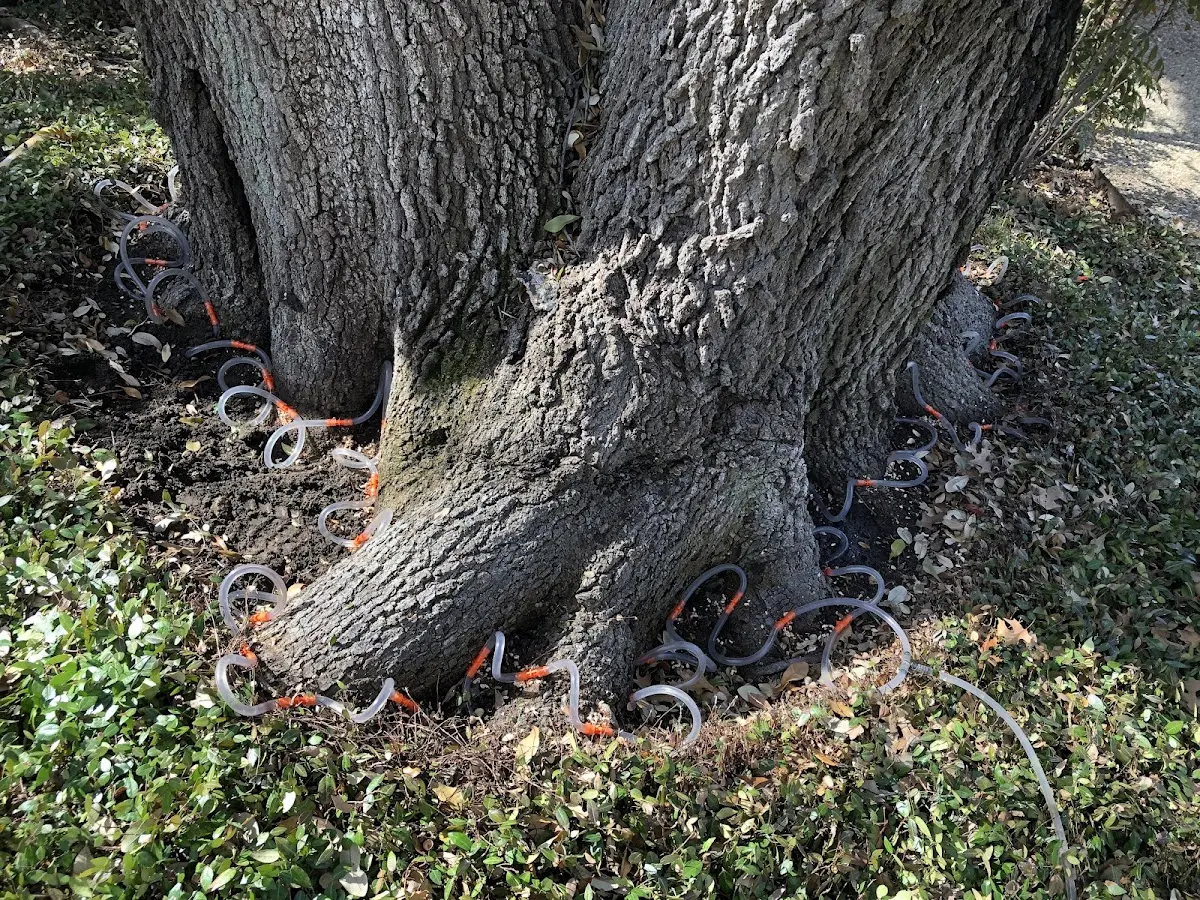 Detailed Tree Cabling and Bracing job site in Wallagrass