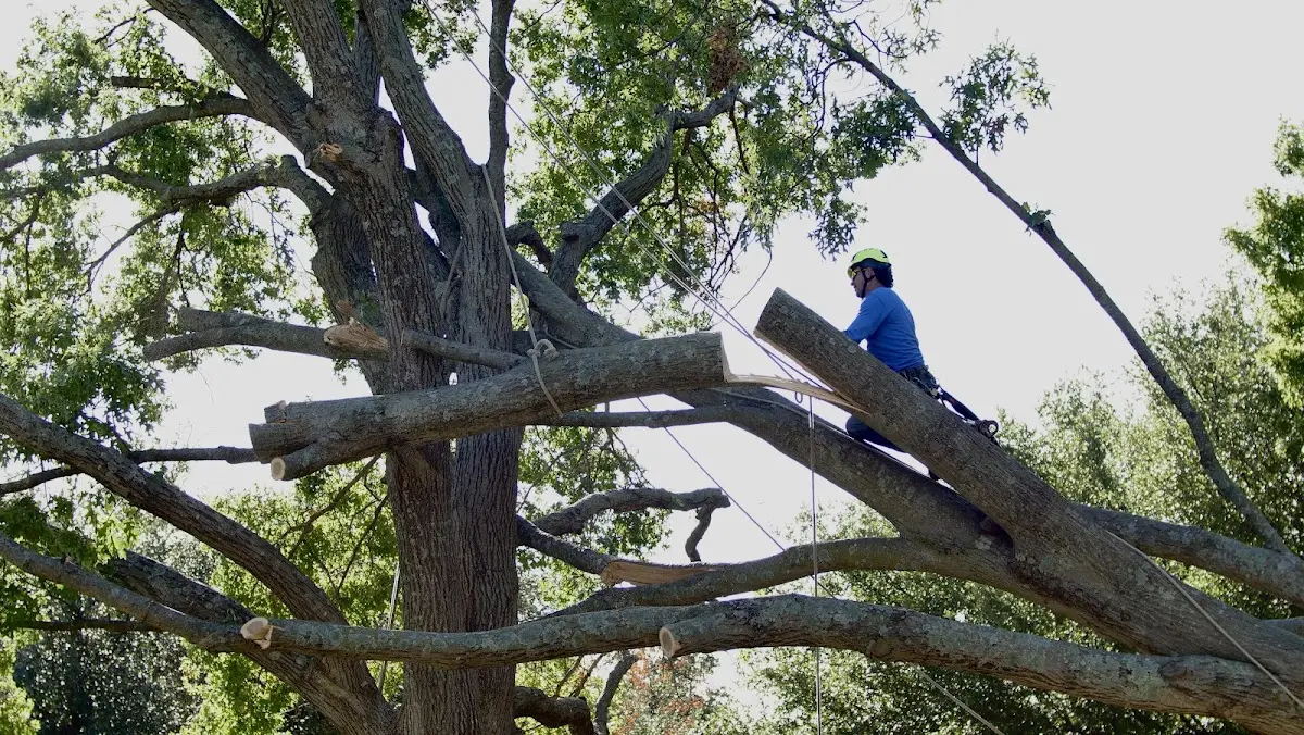 Professional Crown Thinning performed by certified arborists in Wallagrass