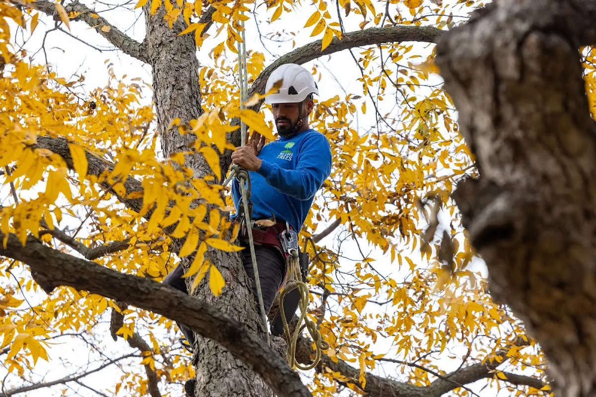 Skilled Tree Trimming crew working in Wallagrass